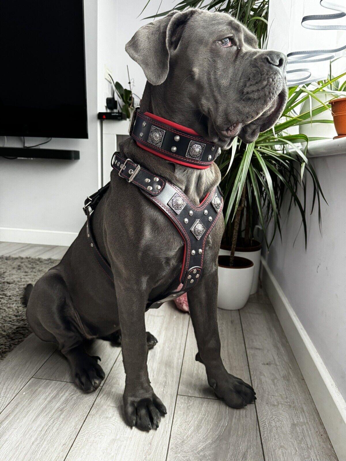 Big Dog Set- Harness - collar - Lead. Black & Red