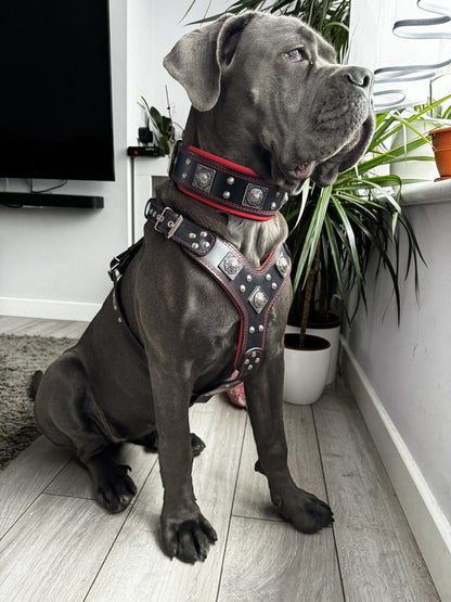 Big Dog Set- Harness - collar - Lead. Black & Red