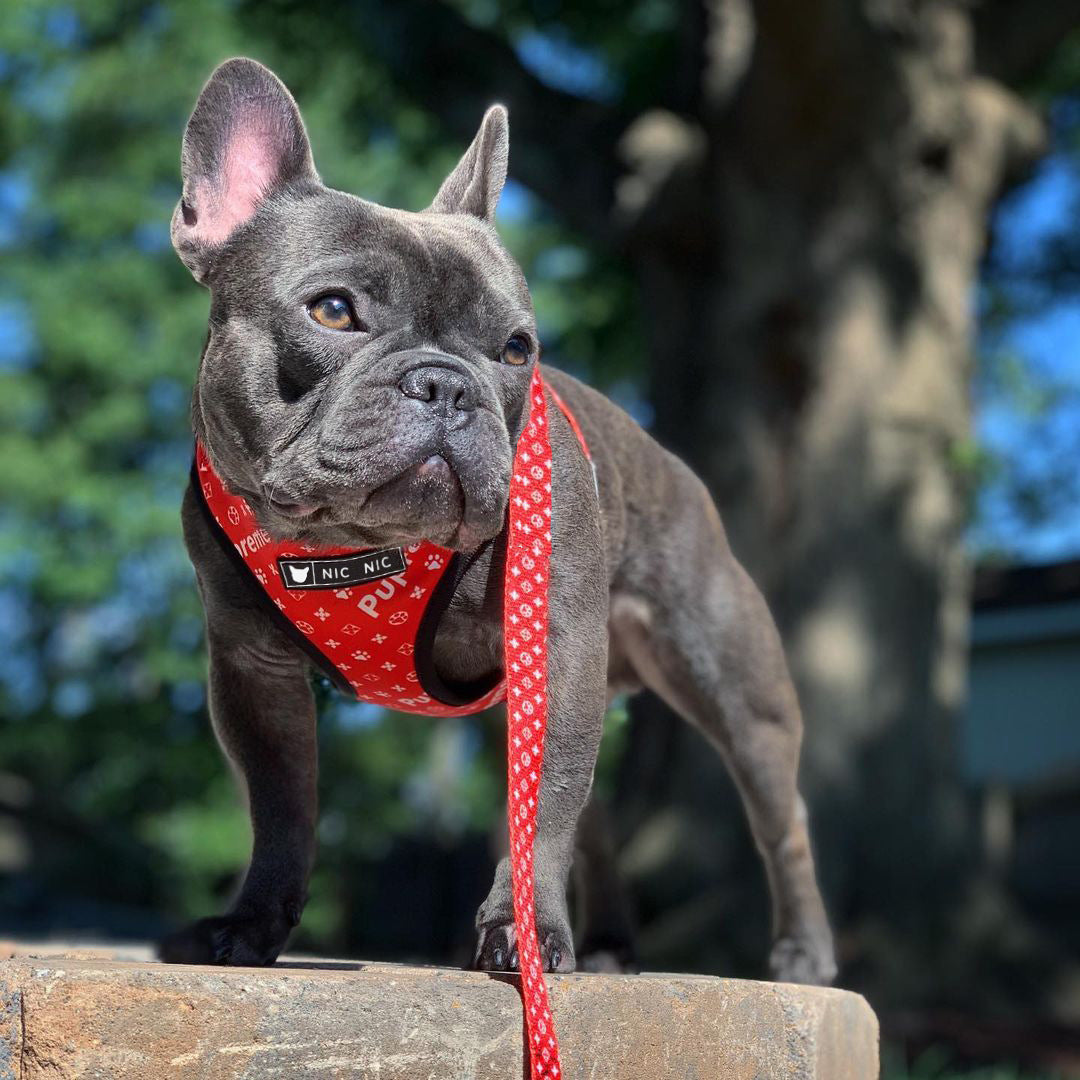 Dog Breathable Mesh Chest Harness and Leash Set