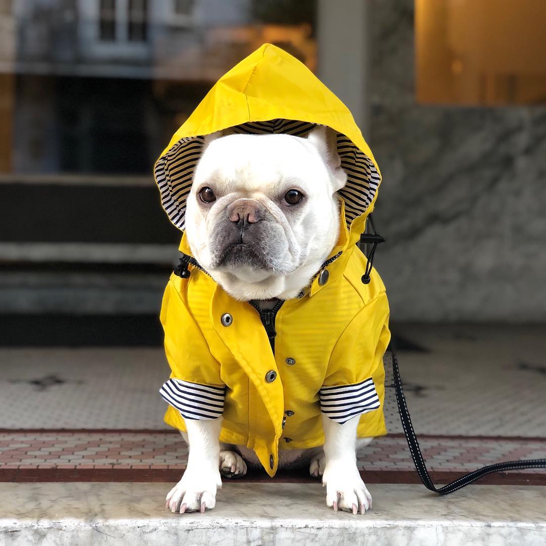 Dog Raincoat Pet Clothes