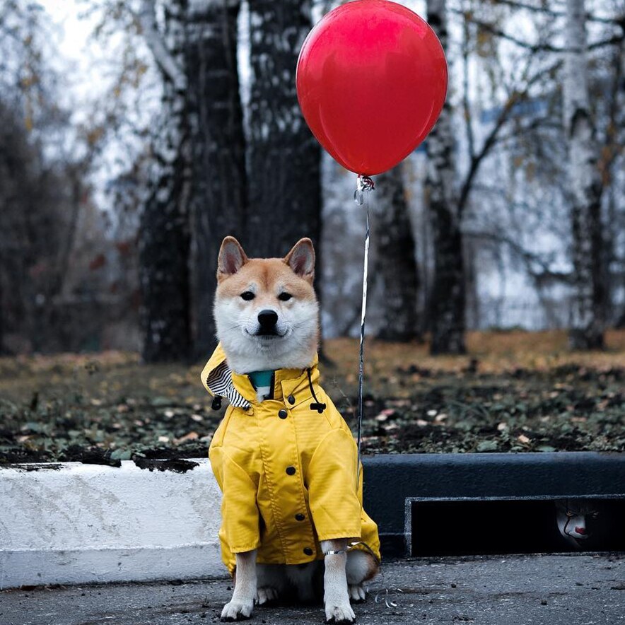 Dog Raincoat Pet Clothes