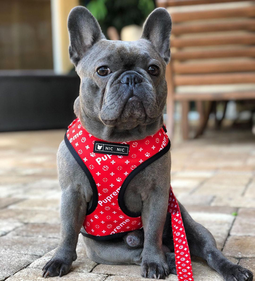 Dog Breathable Mesh Chest Harness and Leash Set