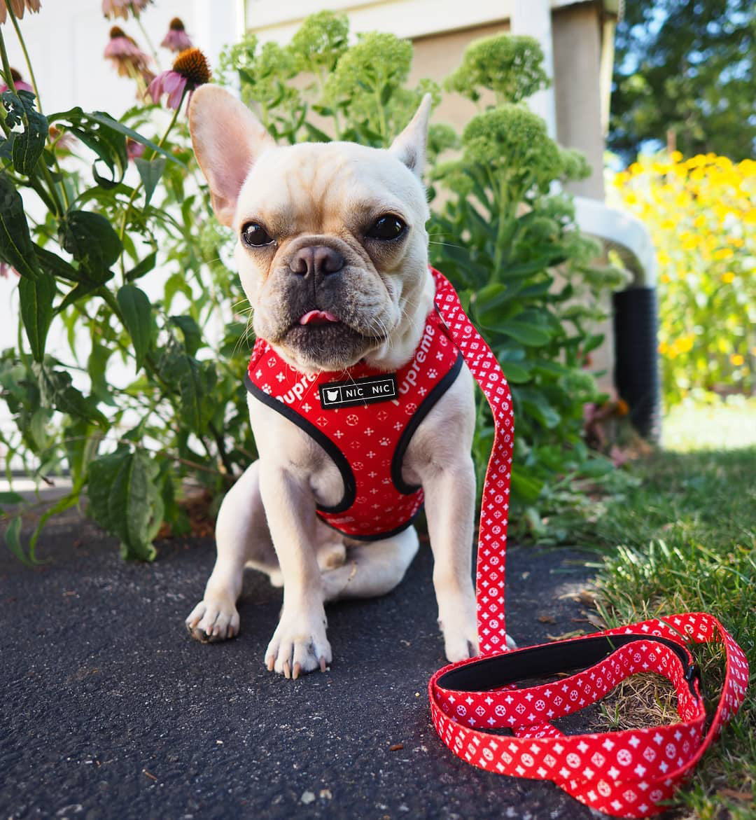 Dog Breathable Mesh Chest Harness and Leash Set