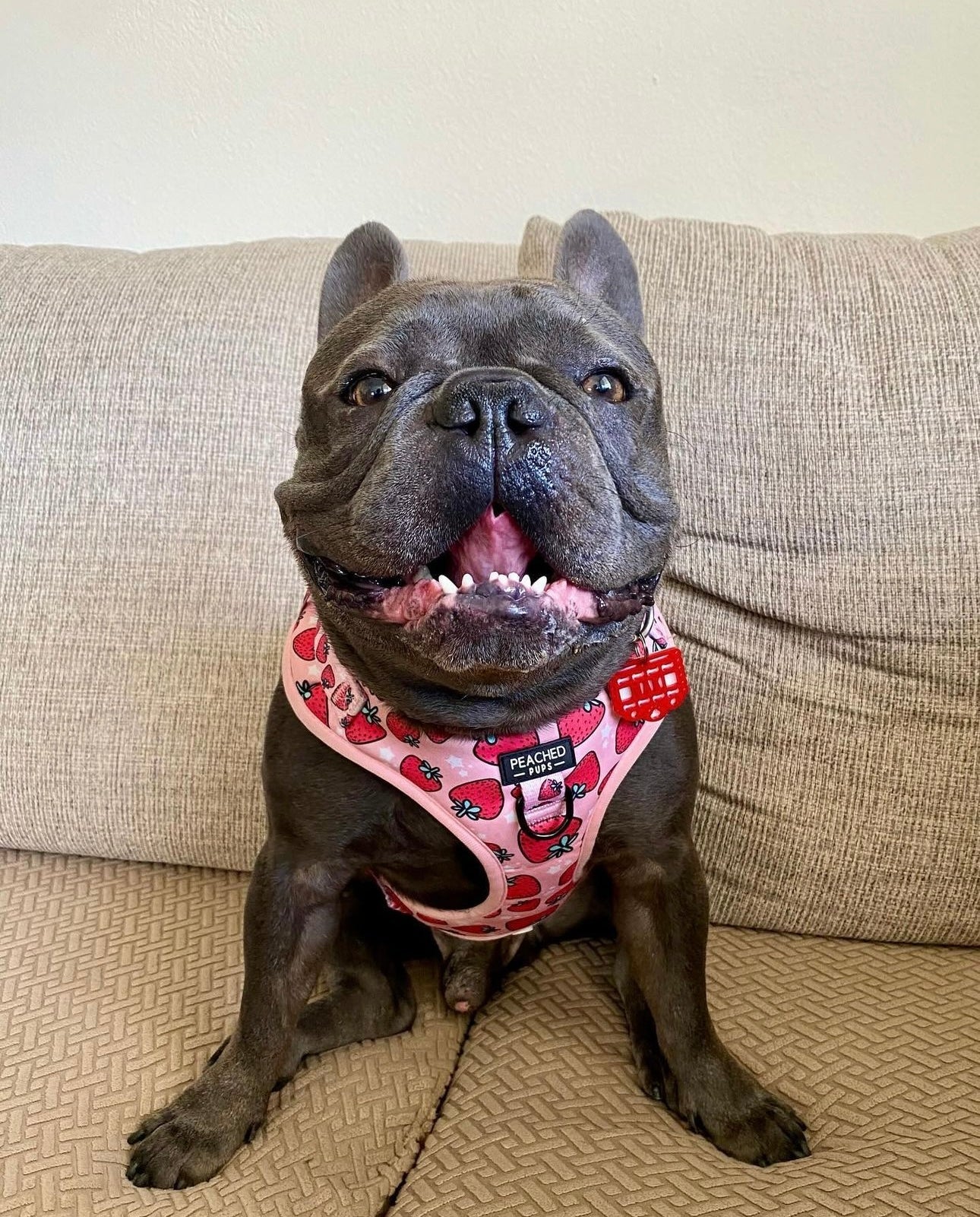 Strawberry Fields - Adjustable Dog Harness Leash Set