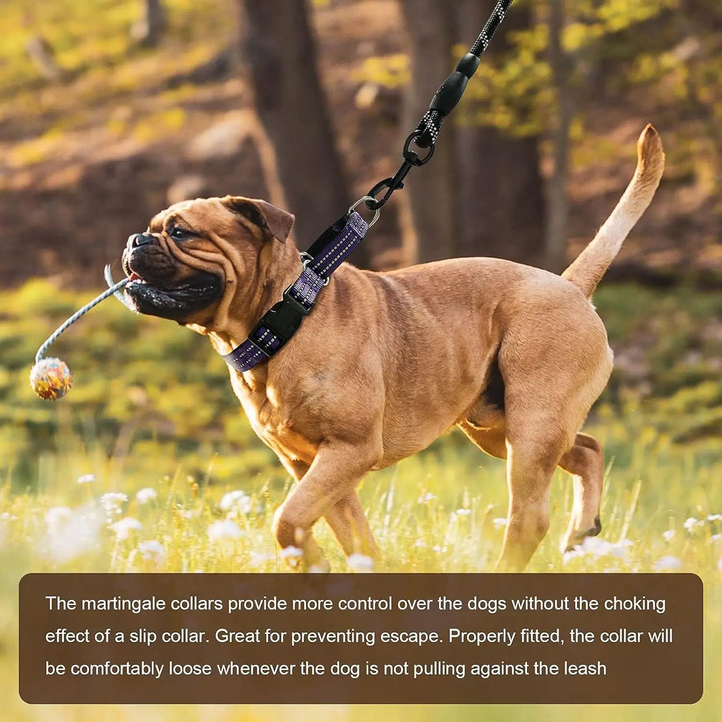 Reflective, Adjustable Dog Collar, Quick Release Buckle