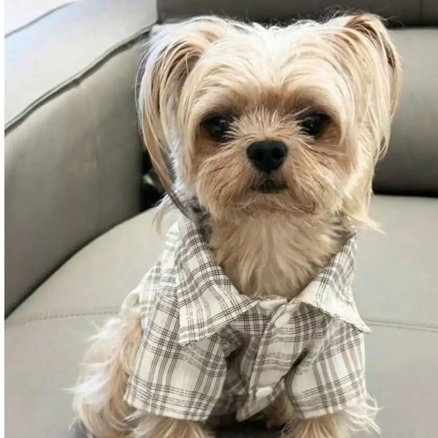 Small Pet, Spring, Summer, Plaid Shirt