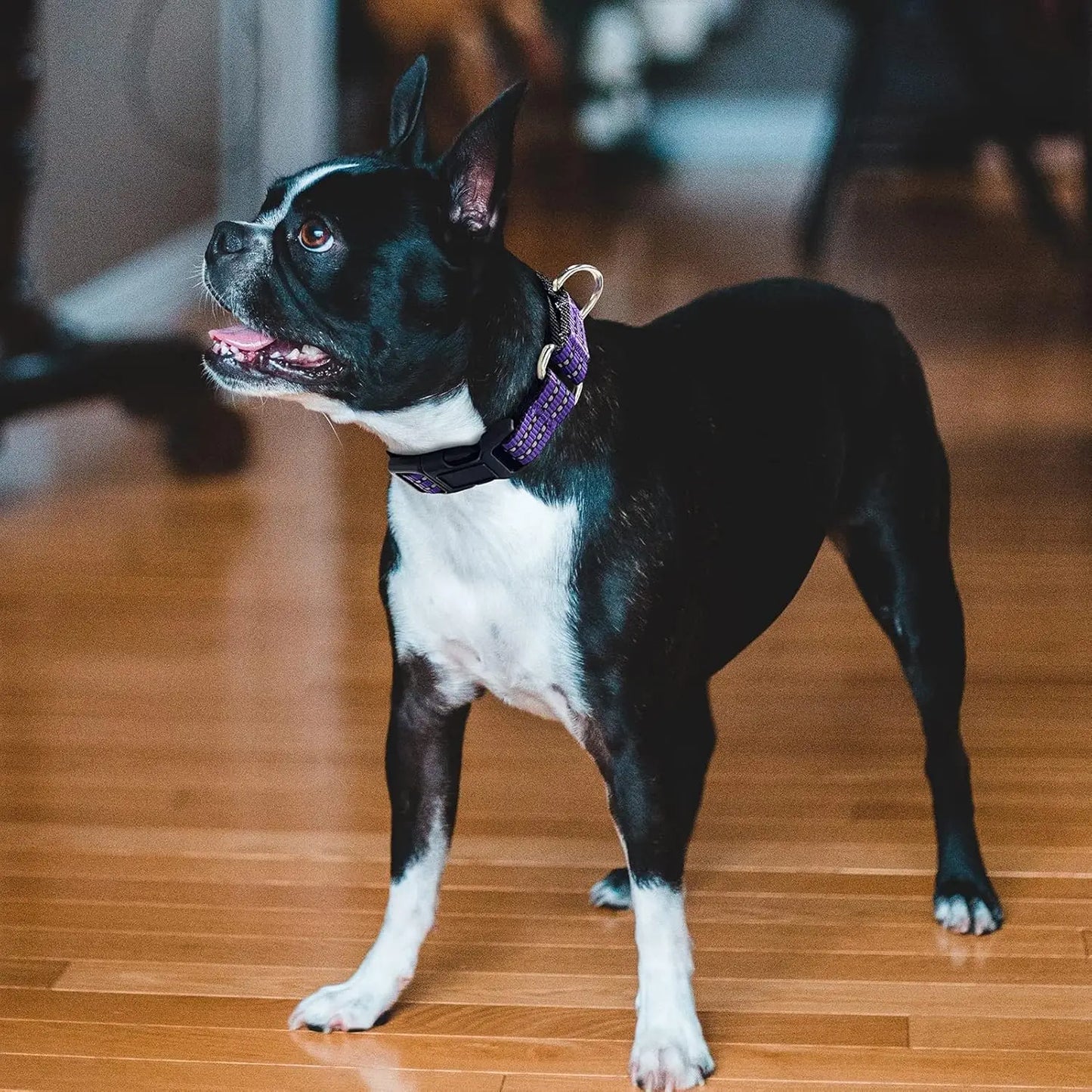 Reflective, Adjustable Dog Collar, Quick Release Buckle