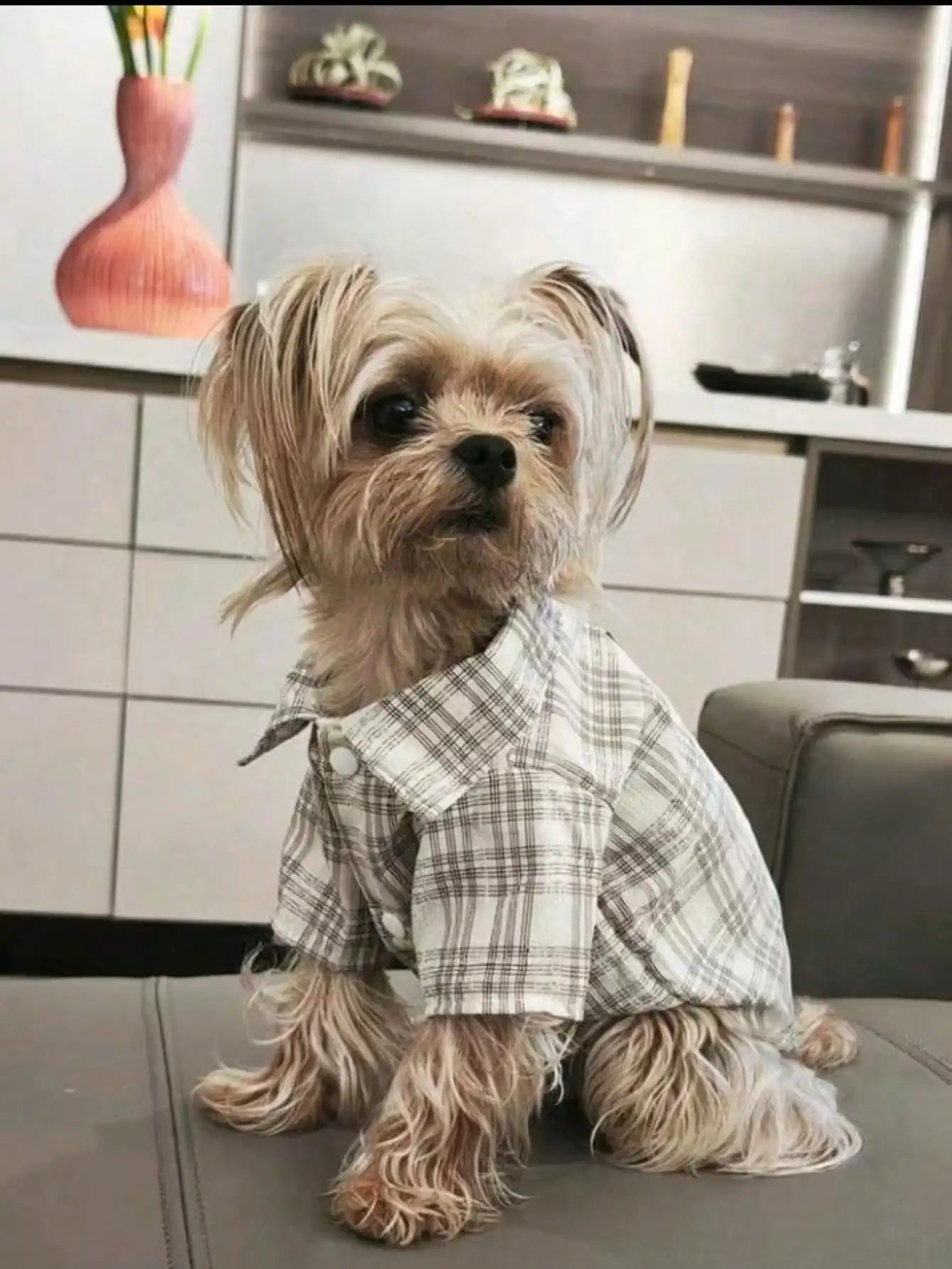 Small Pet, Spring, Summer, Plaid Shirt