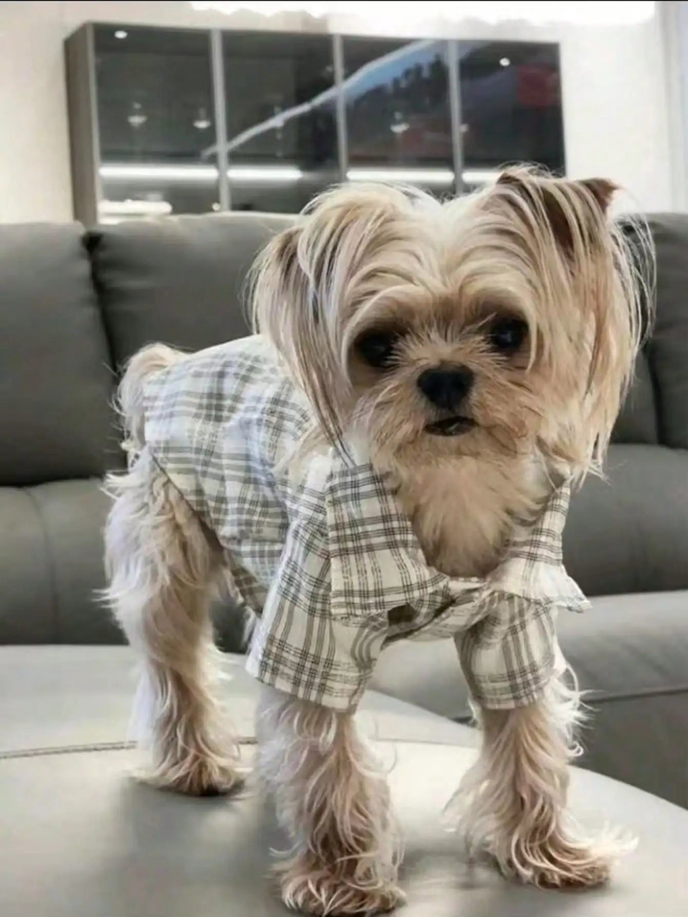 Small Pet, Spring, Summer, Plaid Shirt