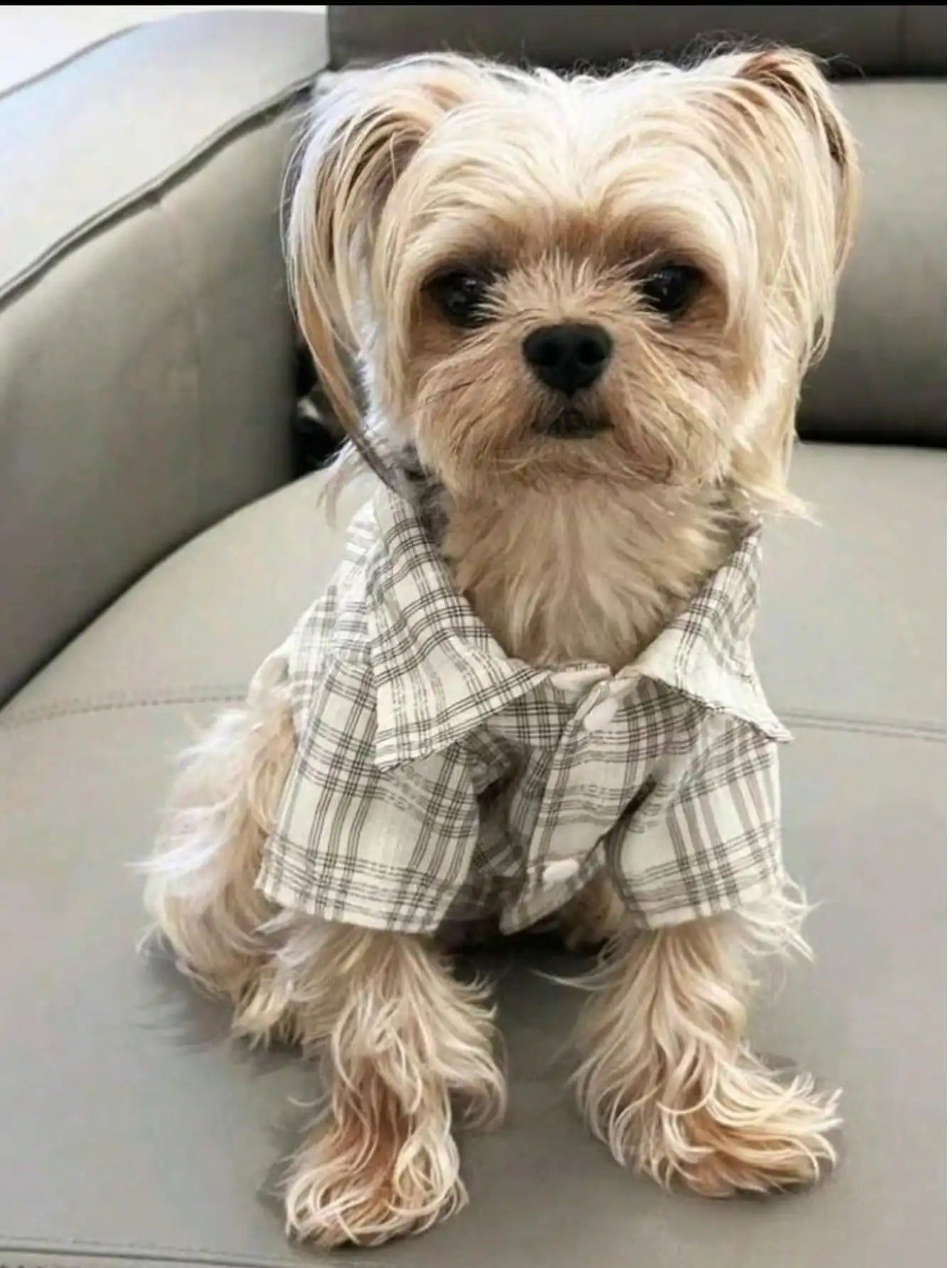 Small Pet, Spring, Summer, Plaid Shirt