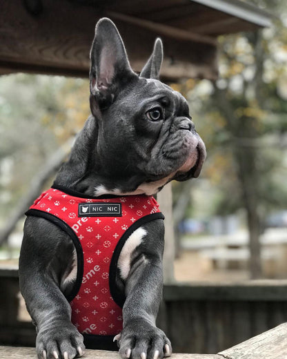Dog Breathable Mesh Chest Harness and Leash Set