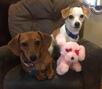 MEDIUM Hearts, Love & Candy Dog Toys Squeak & NO Squeak